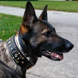 German Shepherds from Vuker Haus