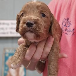 Black Collar Male - Red male Cockapoo puppy in Mocksville, North Carolina from Hunting Creek Farms