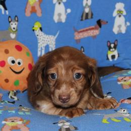 Colt - Dapple male Dachshund puppy in Staley, North Carolina from Langley Farms Dachshunds