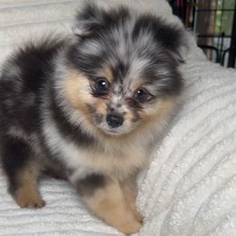 Elvis - Blue merle male Pomeranian puppy in Hughes Springs, Texas from Hughes Springs Tx Poms