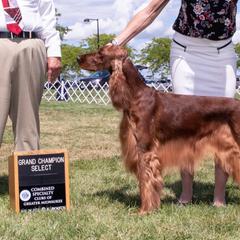 English Setters and Irish Setters from Tenacity Setters