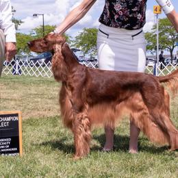 English Setters and Irish Setters from Tenacity Setters