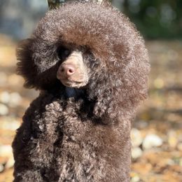 Black Gold Elric - Brown male Poodle puppy in Leesville, Louisiana from BlackGoldToyPoodles