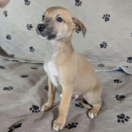 Enchirito - Red male Whippet puppy in Sweet Home, Oregon from Imperialis Kennels
