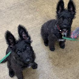 Girl 2 - female Dutch Shepherd puppy in Ball Ground, Georgia from Coswald's