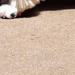 Posh - English Springer Spaniel