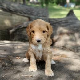 Tootsie - Apricot female Australian Labradoodle puppy in Harrisonburg, Virginia from Crown Doodles