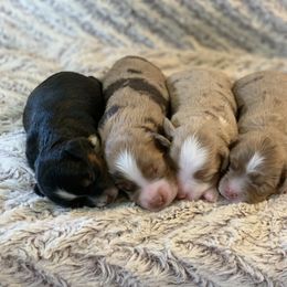 Miniature Australian Shepherd Puppies from AG Aussies