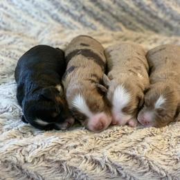 Miniature Australian Shepherd Puppies from AG Aussies