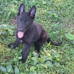 Iris vom LegendLand - Black female German Shepherd puppy in Hillsborough County, Florida from Vom Legend Land