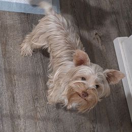 Persephone - Yorkshire Terrier