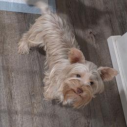 Persephone - Yorkshire Terrier