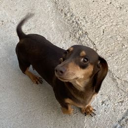 Amber - Dachshund