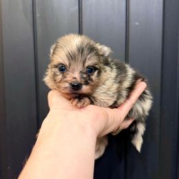 Dasher - Blue merle female Pomeranian puppy in Stroud, Oklahoma from Laik’s Little Shihtz & Poms