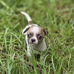 Princess Jasmine - Fawn and white female Chihuahua puppy in East Camden, Arkansas from RoyAl