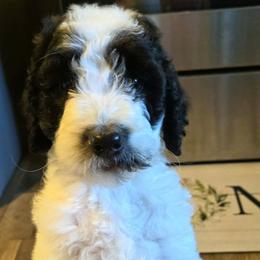 Truffles - Black and white female Bernedoodle puppy in Mckenzie, Tennessee from Small Town Doodles & Poodles