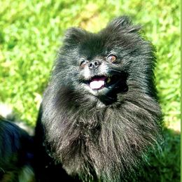 Rex - Pomeranian