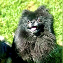 Rex - Pomeranian
