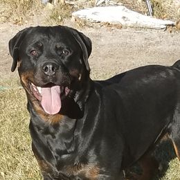 Jade - Rottweiler