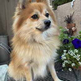 Daisy - Pomeranian