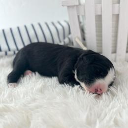 Pebble Beach - White and black female Bordoodle puppy in Valley Center, California from Circle R Valley Bordoodls