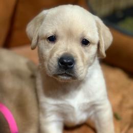 Legalos - Yellow male Labrador Retriever puppy in Isle, Minnesota from Dog Ear Outfitters