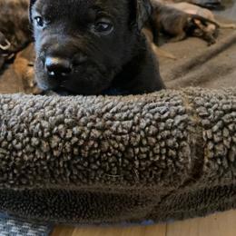 Bullmastiff Puppies from Black Mountain Bullmastiffs