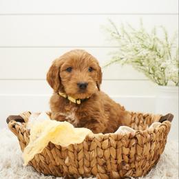 Simba - Yellow collar - Apricot male Goldendoodle puppy in Arlington, Washington from Anderson Goldendoodles