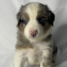 Bo - Blue merle Australian Shepherd puppy in Quinlan, Texas from Murphy Ranch Australian Shepherds
