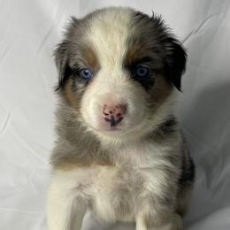 Bo - Blue merle Australian Shepherd puppy in Quinlan, Texas from Murphy Ranch Australian Shepherds