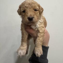 Cider - Apricot male Goldendoodle puppy in Etna, California from SRS Goldendoodles