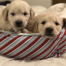 Golden Retriever Puppies from Brightside Goldens
