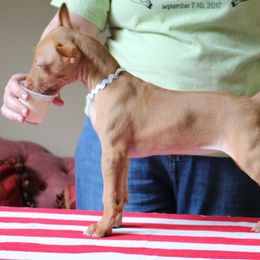 Pharaoh Hounds from CharmedWons Pharaoh Hounds