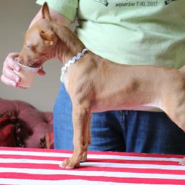 Pharaoh Hounds from CharmedWons Pharaoh Hounds