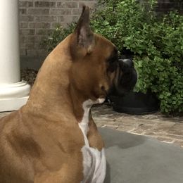 Ember - Boxer