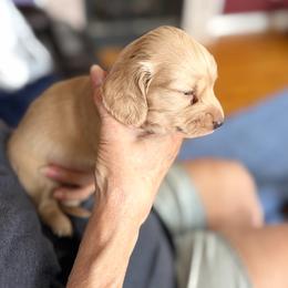 Boomer - Cream male Dachshund puppy in Augusta, Georgia from Cherokee Hill Dachshunds