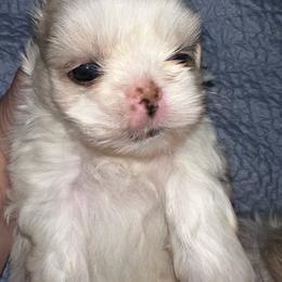 Lillie - White female Shih Tzu puppy in Austin, Arkansas from Starfire Shih Tzu