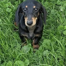 Juniper - Dachshund