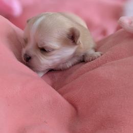 Romeo - Sable spotted white male Chihuahua puppy in Palm Coast, Florida from Pampered Chihuahuas