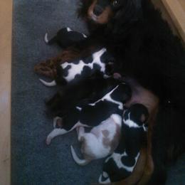 Tri boy 1 - Tri-color male Cavalier King Charles Spaniel puppy in Marcellus, Michigan from Coolcreek Pets
