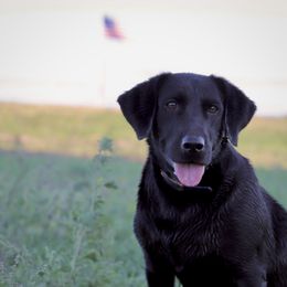 Ridge MH - Labrador Retriever