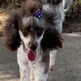 Molly - Poodle