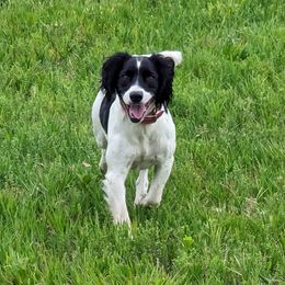 Stormy - English Springer Spaniel
