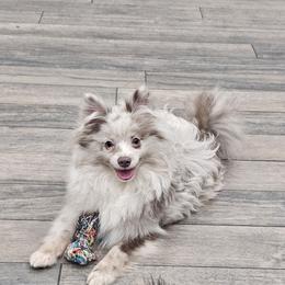 Moo - Pomeranian
