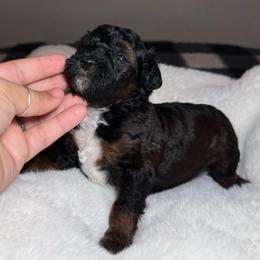 AKC Chestnut - Male - Phantom male Poodle puppy in Tampa, Florida from The Sweet Life of a Toy Poodle