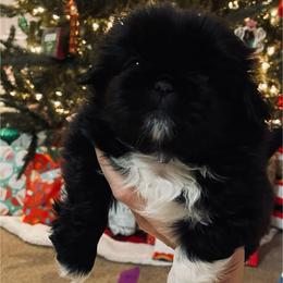 Purps - Black female Pekingese puppy in New Palestine, Indiana from Hausers Perfect Pekingese