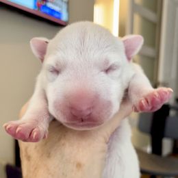 Boy 2 - White male Miniature Bull Terrier puppy in Granada Hills, California from Tonka Miniature Bull Terriers