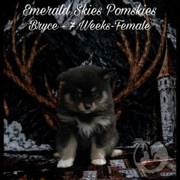 Bryce - Black female Pomsky puppy in Sumter, South Carolina from Emerald Skies Pomskies
