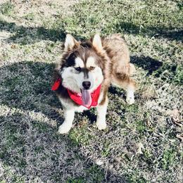 Button - Chocolate male Pomsky puppy in Murfreesboro, Tennessee from Middle Tennessee Pomskies