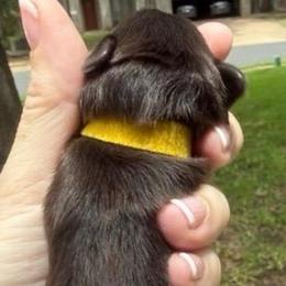 Hugo Chocolate boy yellow collar - Liver male Miniature Schnauzer puppy in Temple, Texas from Schnauzers Of Taylor